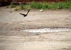 Boerenzwaluw (Egyptische) (Hirundo rustica savignii) - Lun 10-08-2016
